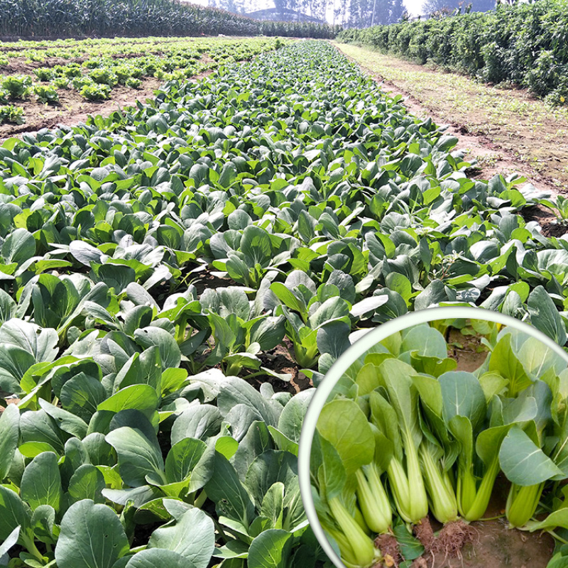 欧雅夏丽2号青梗菜耐热耐雨长速快深绿油亮微束腰