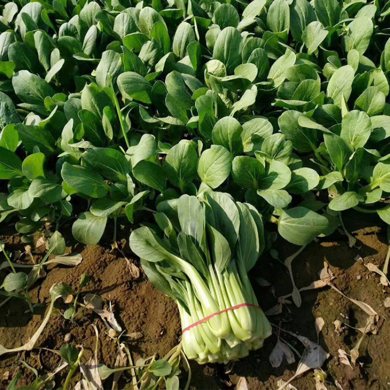 欧雅夏丽2号青梗菜耐热耐雨长速快深绿油亮微束腰