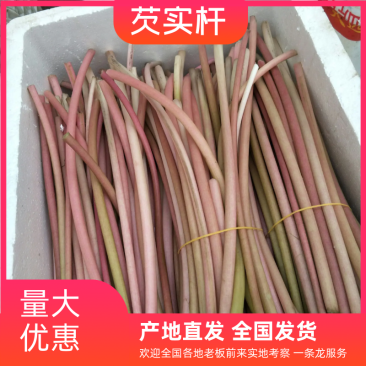 芡实杆精品新鲜，鸡头梗量大优惠产地直销一手货源