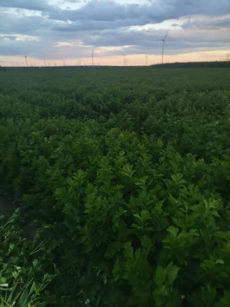 【推荐】河北精品芹菜基地直供一条龙服务欢迎来电咨询