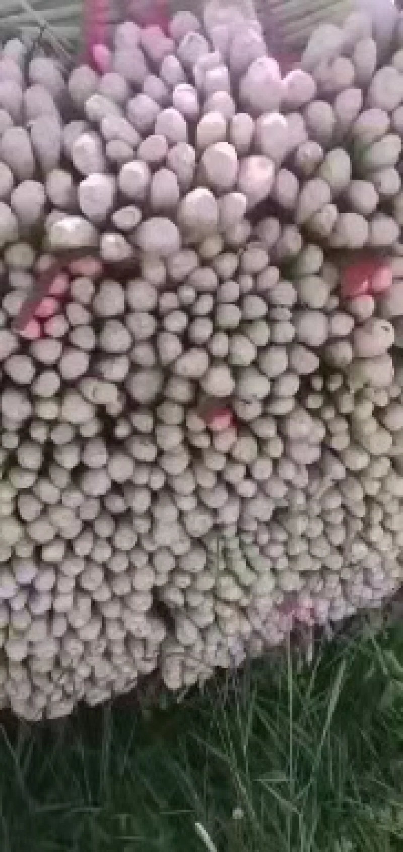 【推荐】河北精品芹菜基地直供一条龙服务欢迎来电咨询
