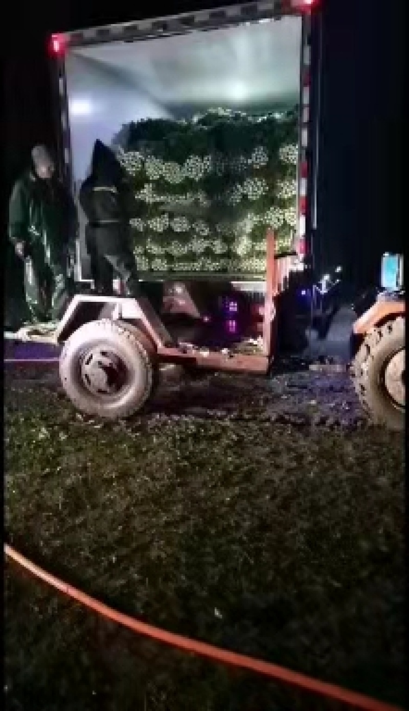 【推荐】河北精品芹菜基地直供一条龙服务欢迎来电咨询