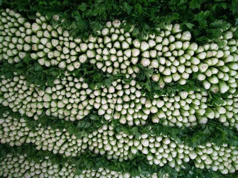 【推荐】河北精品芹菜基地直供一条龙服务欢迎来电咨询