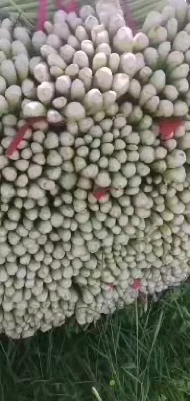 【推荐】河北精品芹菜基地直供一条龙服务欢迎来电咨询