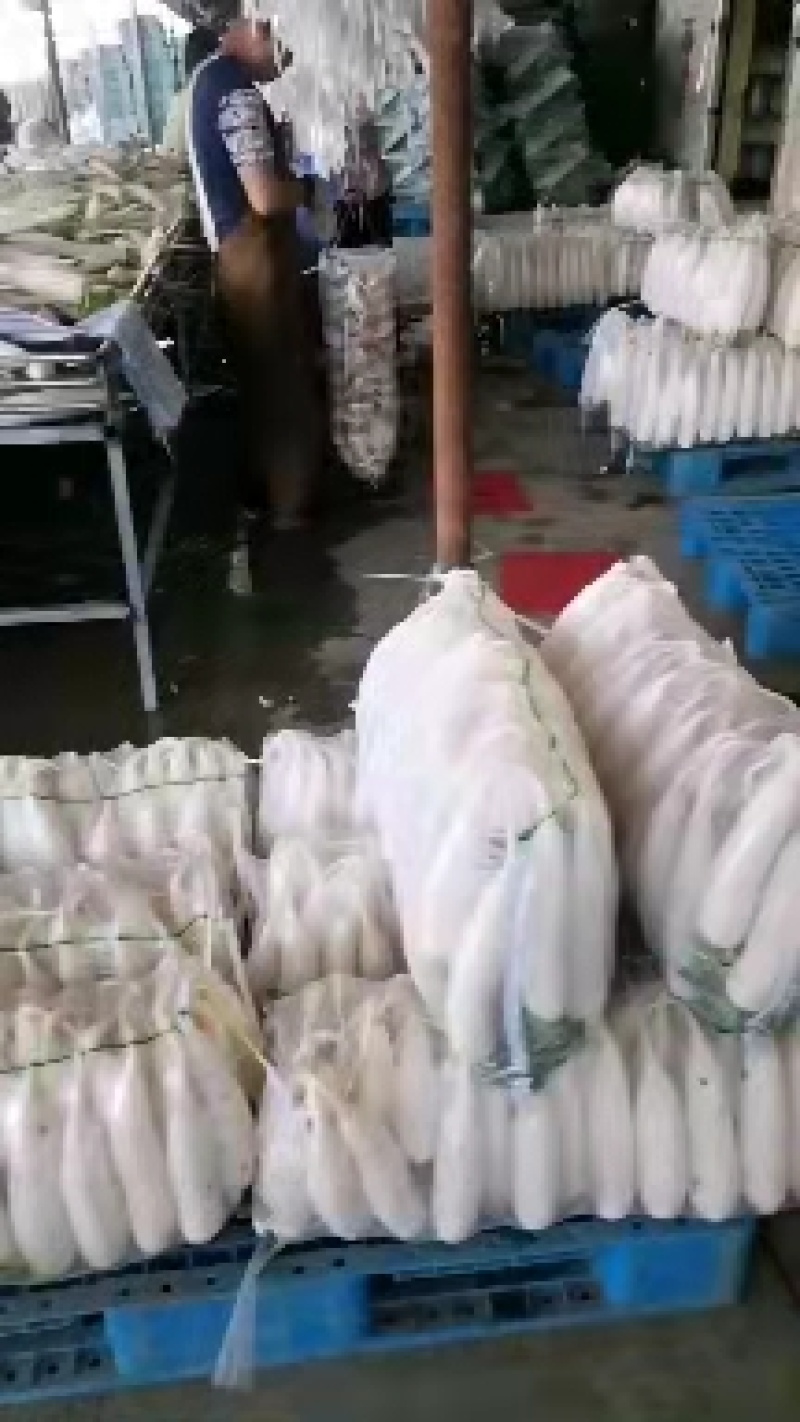 【推荐】河北白萝卜基地直供一条龙服务欢迎来电咨询