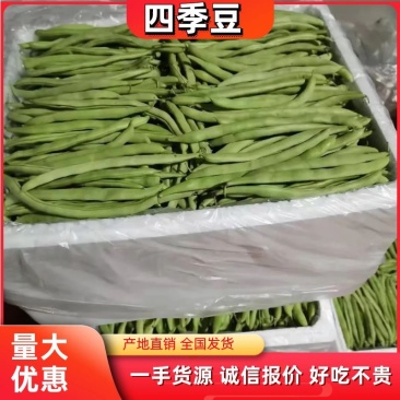 白花四季豆大量上市了量很大服务一条龙欢迎电话咨询