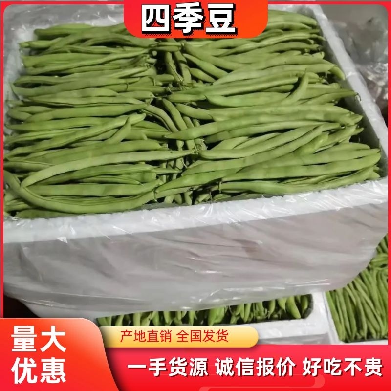 白花四季豆大量上市了量很大服务一条龙欢迎电话咨询