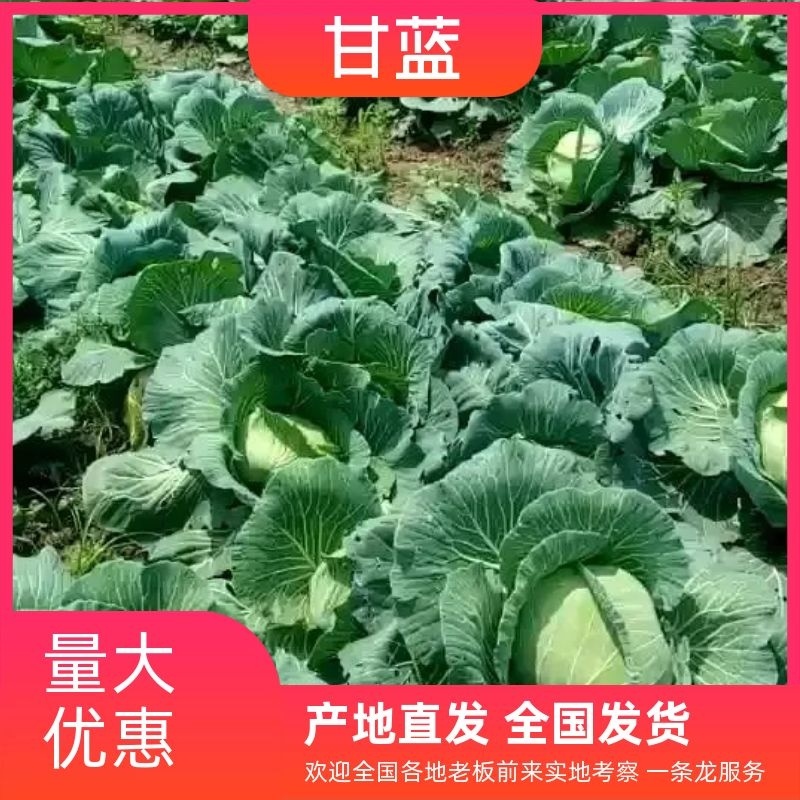 甘蓝牛心包菜牛心头大量上市支持视频看货打款发货