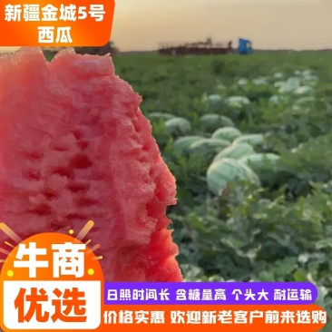 【推荐】金城5号西瓜瓤红皮薄品质好价格低全国发货