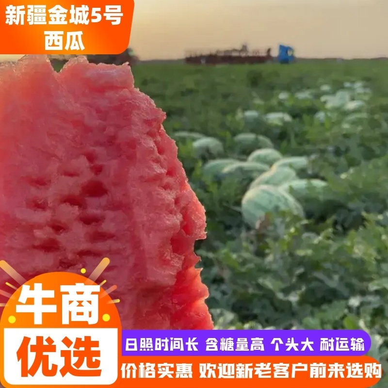 【推荐】金城5号西瓜瓤红皮薄品质好价格低全国发货