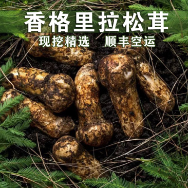 顺丰空运包邮~正宗云南香格里拉新鲜松茸,未开伞,精选精品