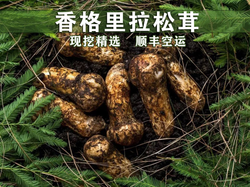 顺丰空运包邮～正宗云南香格里拉新鲜松茸，未开伞，精选精品