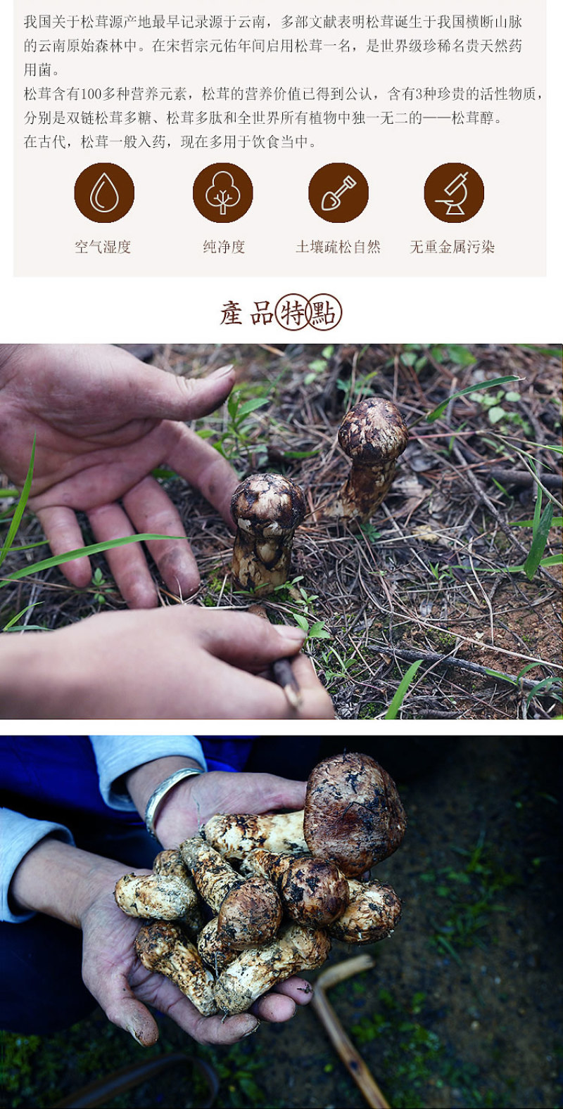 顺丰空运包邮～正宗云南香格里拉新鲜松茸，未开伞，精选精品