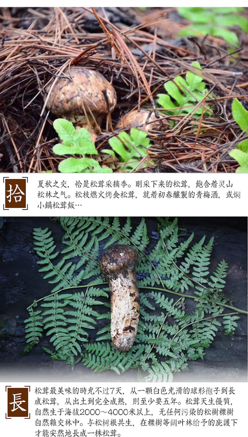 顺丰空运包邮～正宗云南香格里拉新鲜松茸，未开伞，精选精品