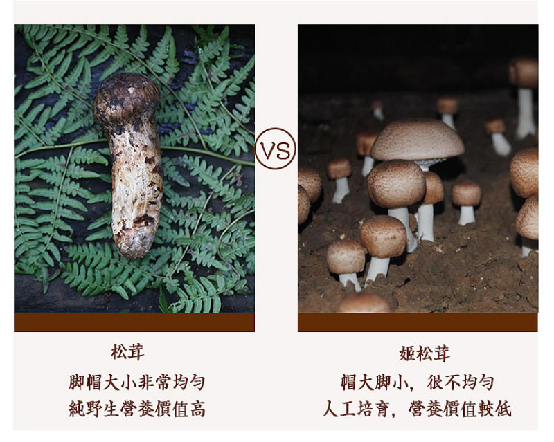 顺丰空运包邮～正宗云南香格里拉新鲜松茸，未开伞，精选精品