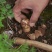 顺丰空运包邮~正宗云南香格里拉新鲜松茸,未开伞,精选精品