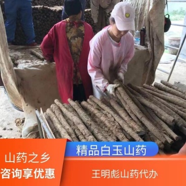 山东白玉山药基地,现挖现发,货源足质量高,供货全国市场