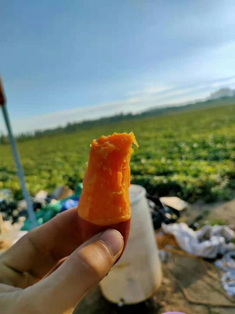 山东西瓜红又甜又面，质量保证，现摘现发价格美丽