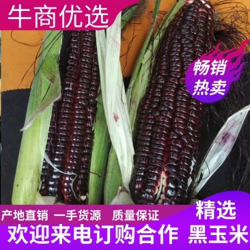 山东产地直供甜度高紫的发黑的黑玉米鲜果