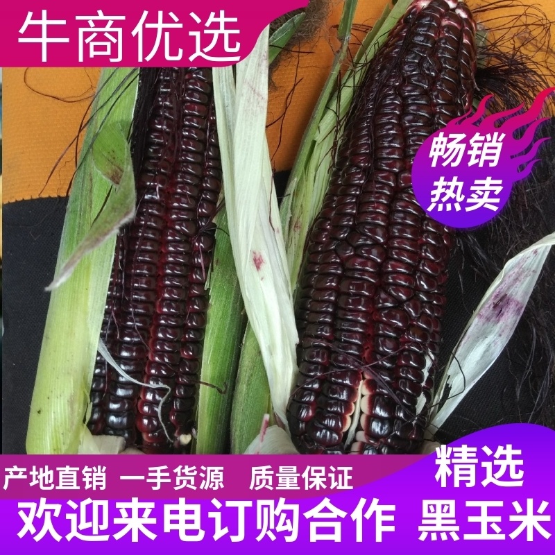 山东产地直供甜度高紫的发黑的黑玉米鲜果