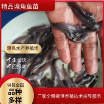 塘角鱼苗塘鲺鱼苗胡子鲶鱼苗大量出售全程技术指导