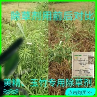 小麦进口除草剂1组1亩特杀节节麦野麦子全能除草禾阔双除