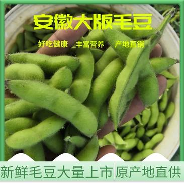 安徽翠绿宝毛豆产地值供鲜食毛豆大量上市水洗打冷一条龙服务