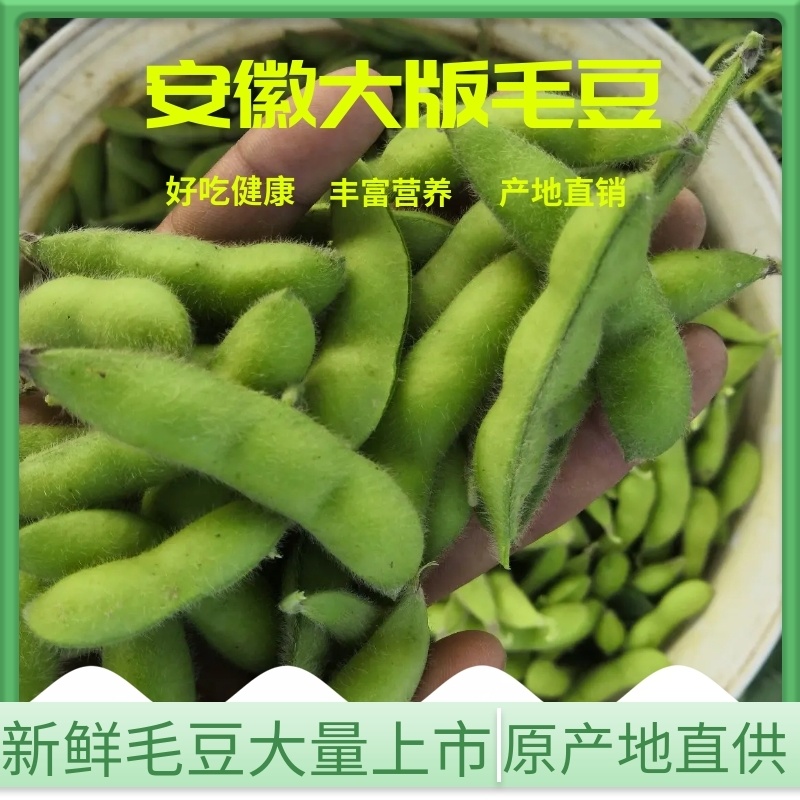 阜阳翠绿宝毛豆产地值供鲜食毛豆大量上市水洗打冷一条龙