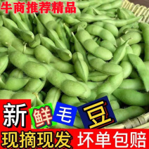 毛豆～精品翠绿宝～标准包精品-代发全国，基地货市场货