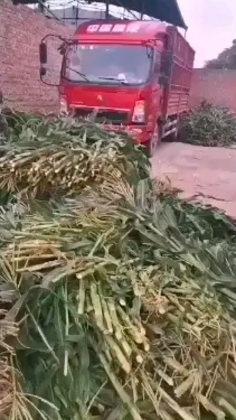 青贮饲料，秸秆饲料，玉米秸秆饲料，产地直销，欢迎咨询