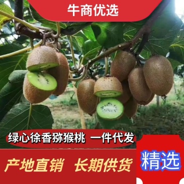 徐香猕猴桃陕西绿心徐香猕猴桃大量上市大量长期供货