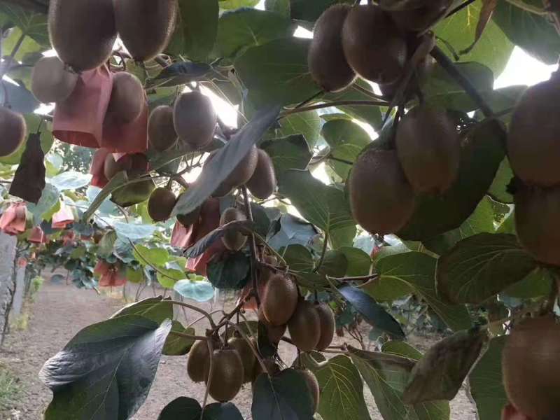 徐香猕猴桃陕西绿心徐香猕猴桃大量上市大量长期供货