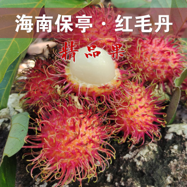 顺丰空运包邮~海南保亭精品红毛丹，海南毛荔枝