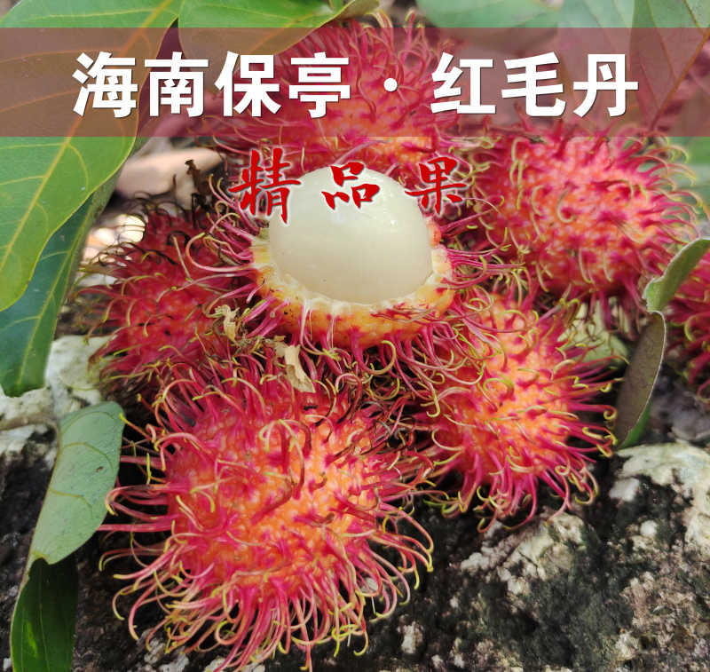 顺丰空运包邮~海南保亭精品红毛丹，海南毛荔枝