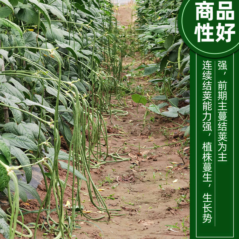 豇豆种子荚条深绿色泽均匀易结荚粗细均匀顺直不易鼓籽