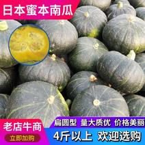日本南瓜蜜本南瓜山西3~4斤以上扁圆形甜度高