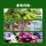 植轻松阿维螺螨酯柑橘果树草莓红蜘蛛杀虫剂杀螨剂
