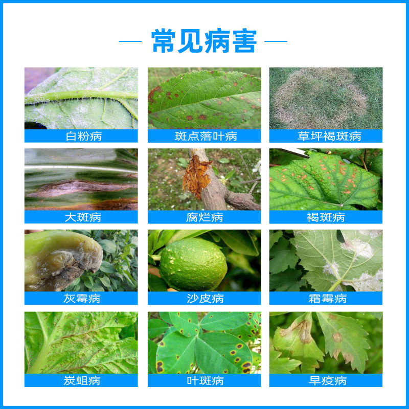 植轻松吡唑醚菌酯蔬菜果树水稻小麦叶斑病炭疽病锈病杀菌剂
