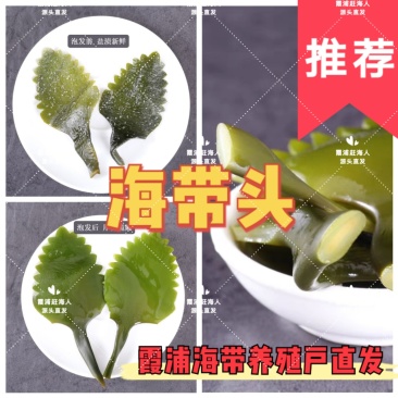 养殖户直发/中国海带之乡霞浦海带头/盐渍海带花头/高品质