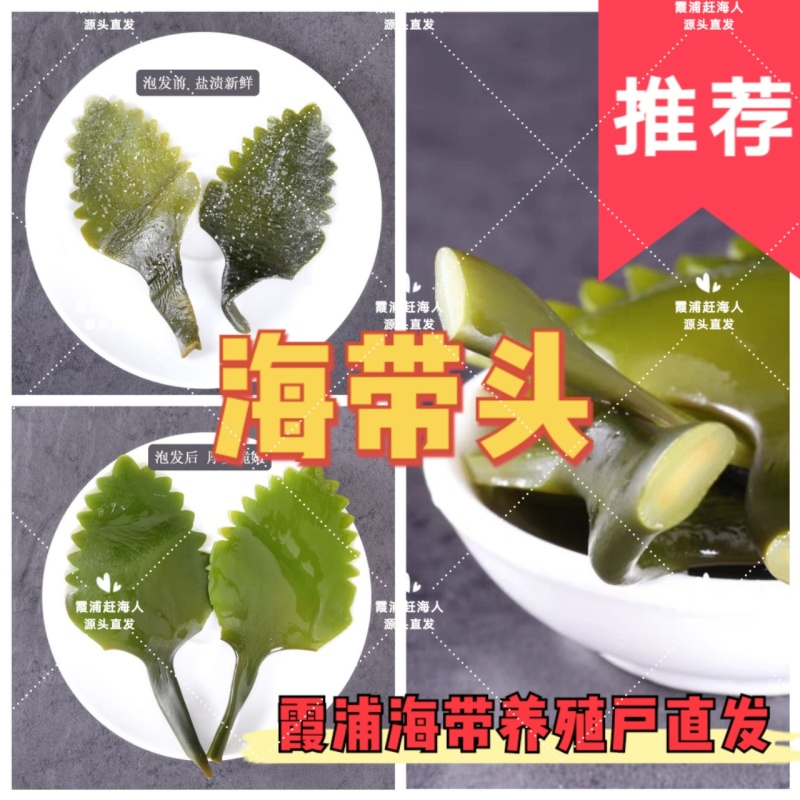 养殖户直发/中国海带之乡霞浦海带头/盐渍海带花头/高品质