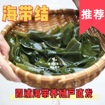 海带之乡福建霞浦/盐渍海带结/高品质可定制/养殖户直发