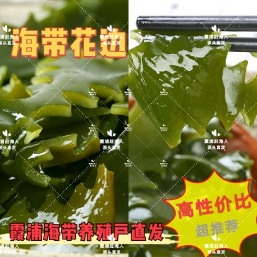海带之乡霞浦/盐渍海带花边/可定制/养殖户直发