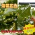 海带之乡霞浦/盐渍海带花边/可定制/养殖户直发