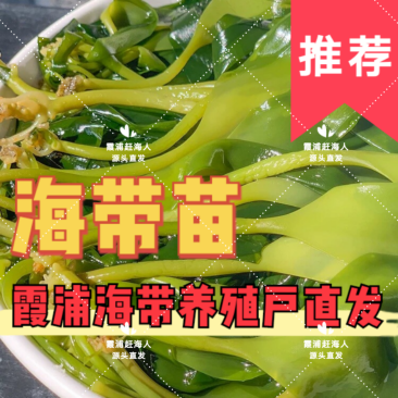 海带之乡霞浦/盐渍海带苗/火锅必备/可定制规格