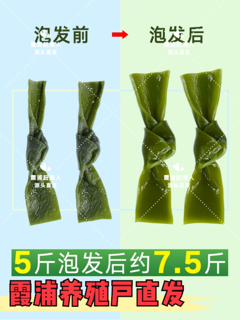 海带之乡福建霞浦/盐渍海带结/高品质可定制/养殖户直发