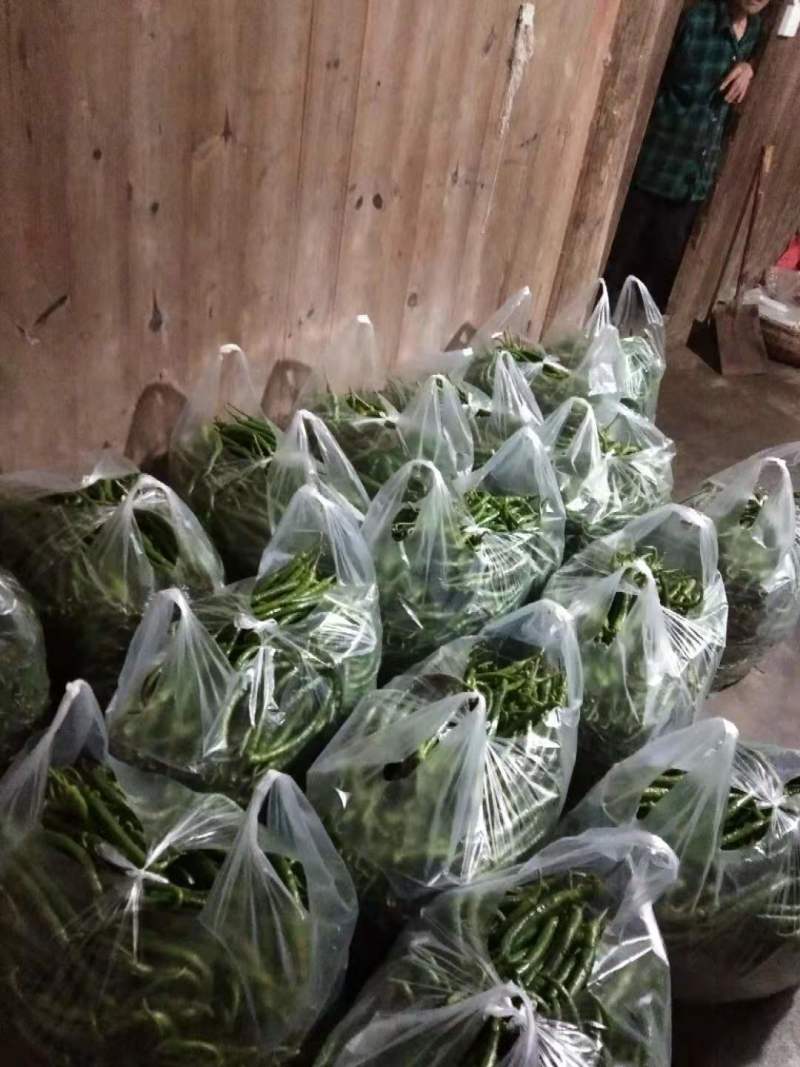 湖北利川美人椒鲜辣椒大量上市价格便宜欢迎选购各种辣椒都有