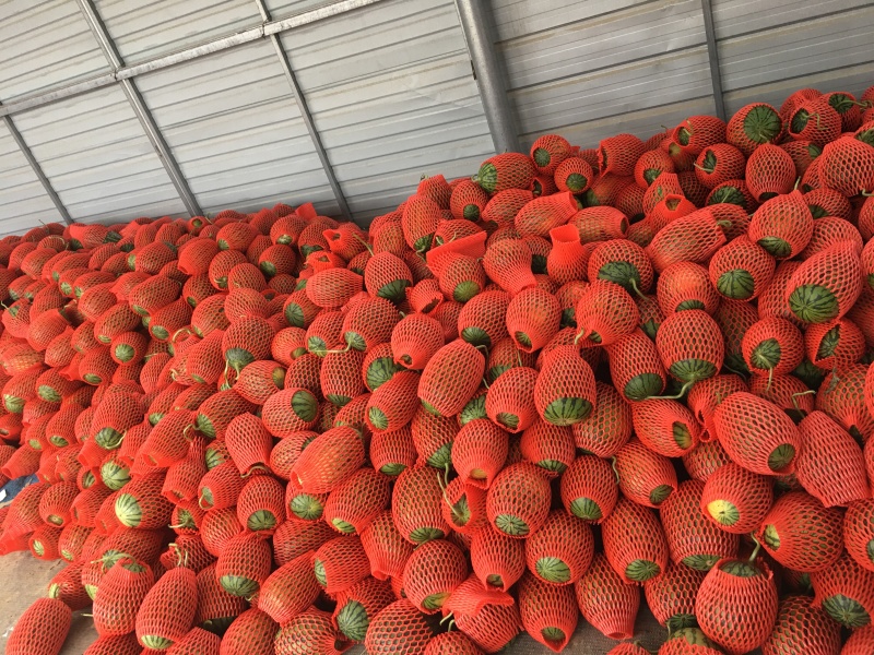 小糖丸-山东全美2K西瓜大量上市供应各大商超/电商平台