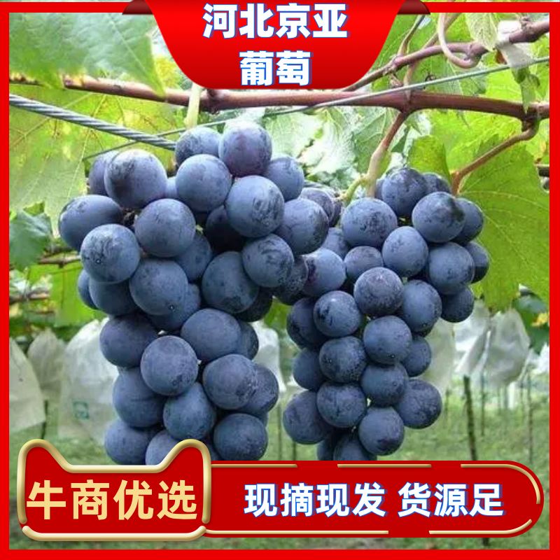河北京亚葡萄低价批发量大货优质量有保证诚信经营欢迎选购