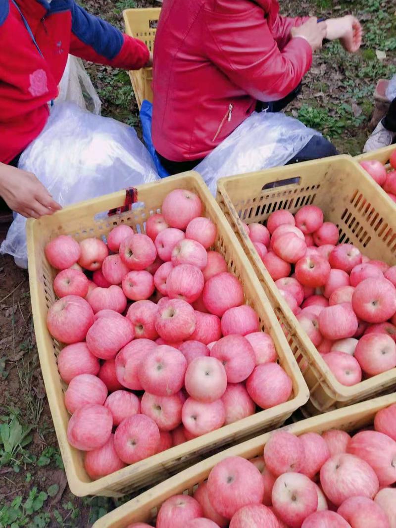 陕西咸阳红富士苹果，汁水丰富，甜酸适口，视频看货，量大从优。