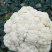 75天有机菜花苗80菜花苗花椰菜苗单球重2kg以上